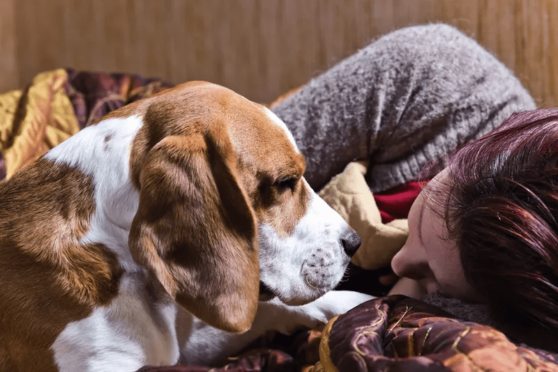 A Beagel and a woman