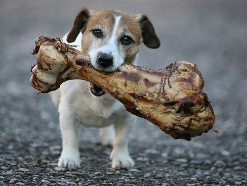 dog with a big piece of meat