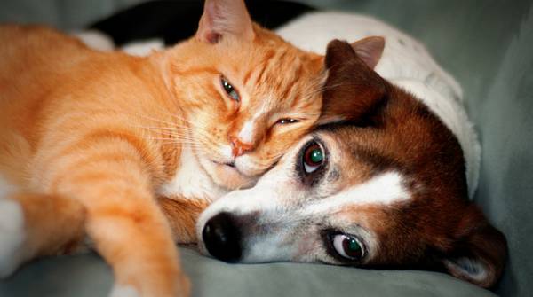 Cat and dog snuggling.