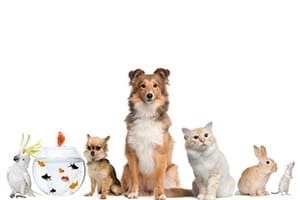 A group photo of pets - a dog, bird, cat, bunny, and a fish