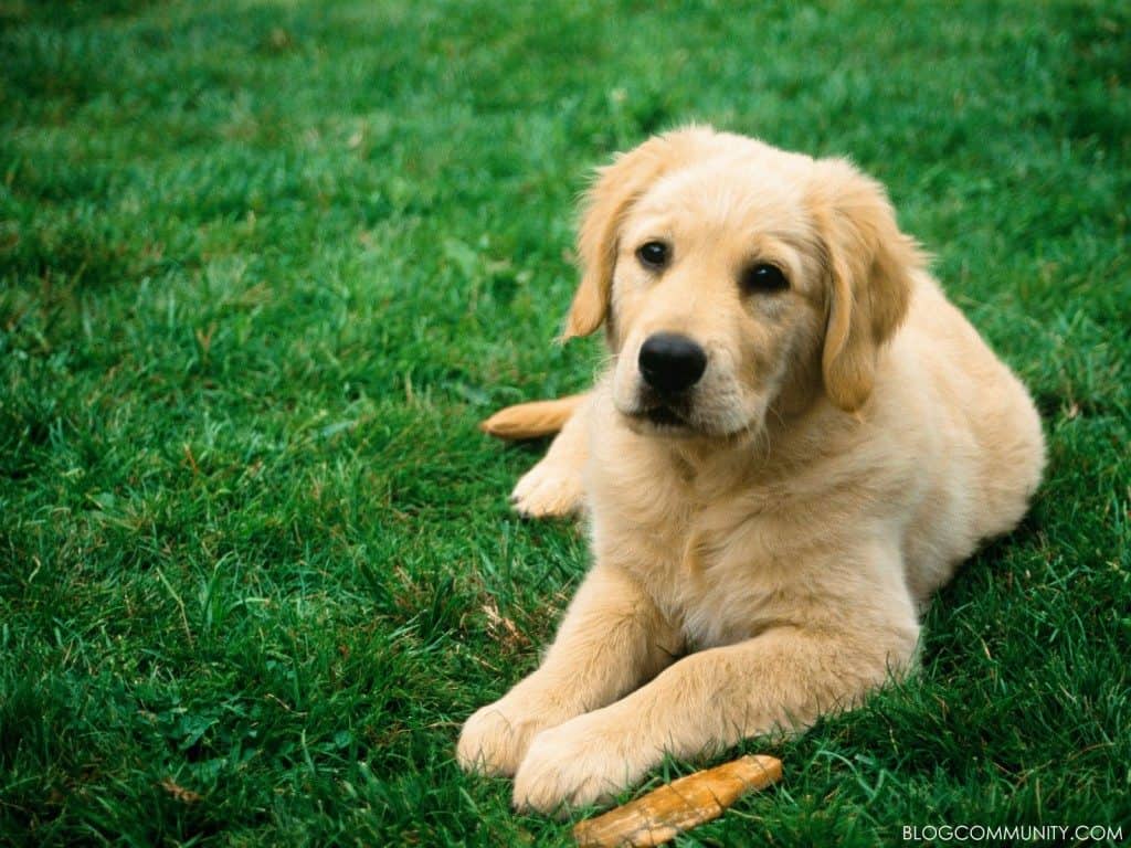 sitting dog