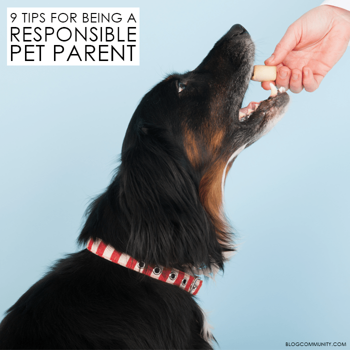 A black long haired dog is taking a treat