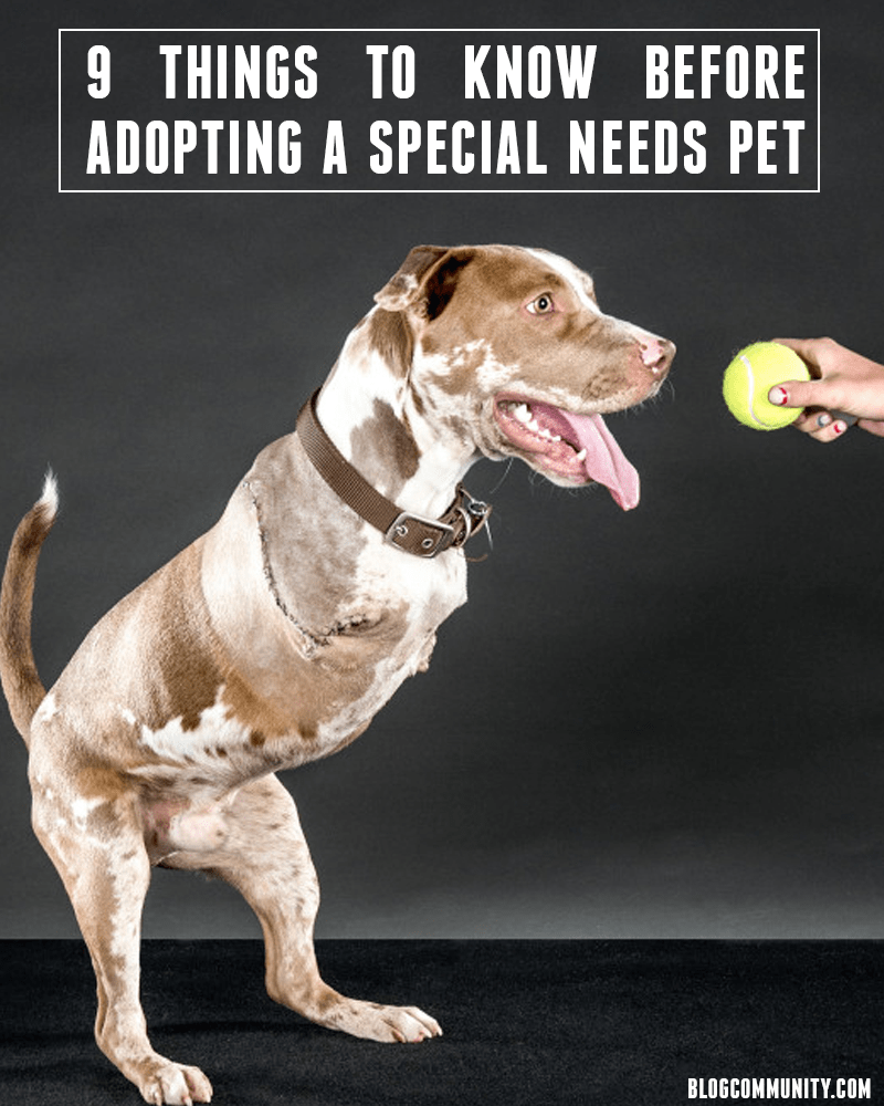 A two legged dog is playing with a tennis ball