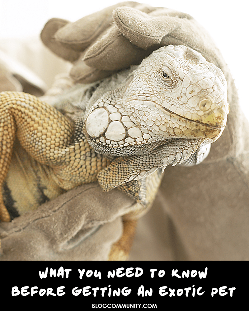 Getting an exotic pet