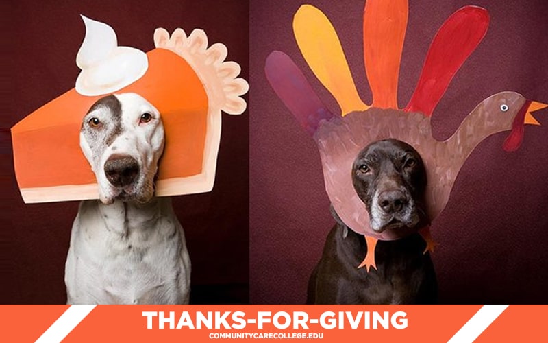 a dog with a pie and a dog with a turkey