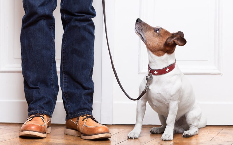 Leash training a brown and white dog