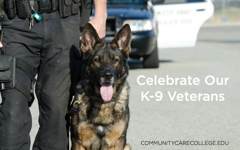 A k-9 dog