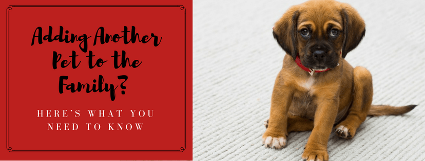 A brown puppy - Adding a New Pet to the Family