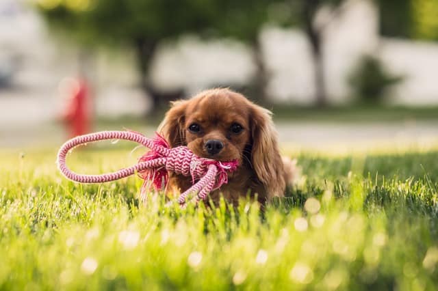 Dog Playing with Toy