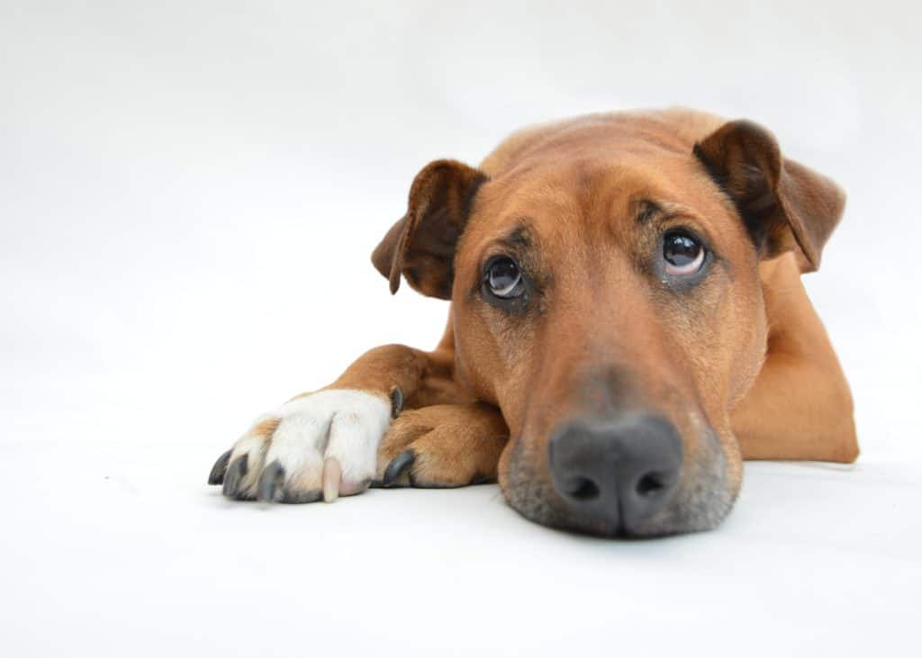 A brown dog is laying down with its paws crossed