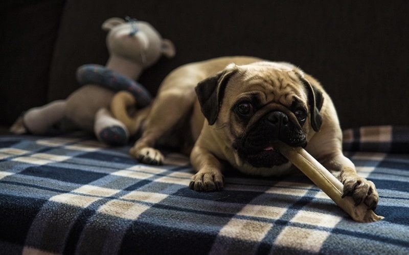 Dental Treats