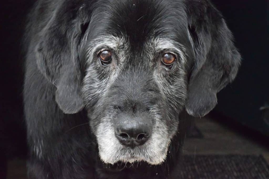 The face of a Senior black lab