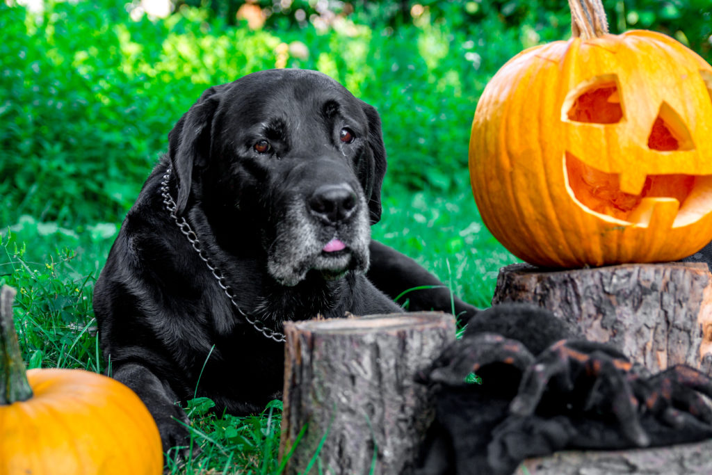 Black Lab and Jack-o-Lantern